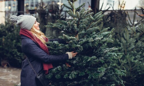 VENTE DE SAPINS DE NOEL